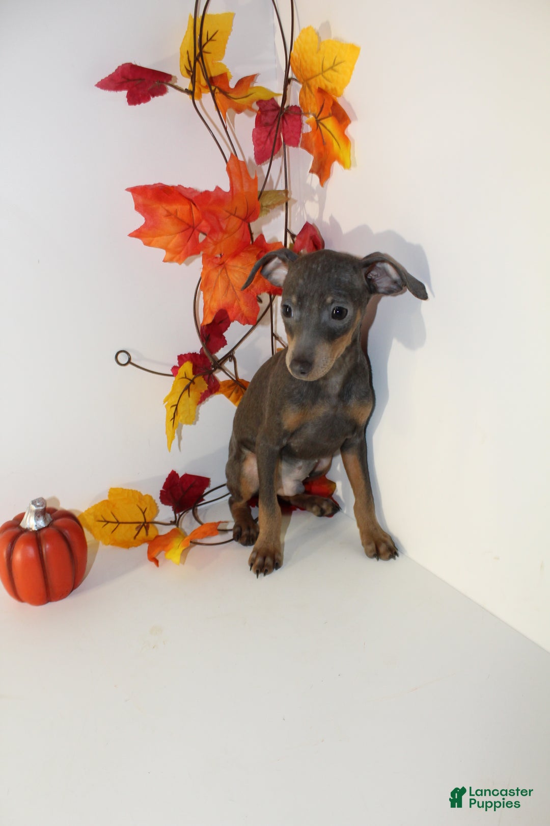Miniature Pinscher dogs for sale: Remmy - Ad 3