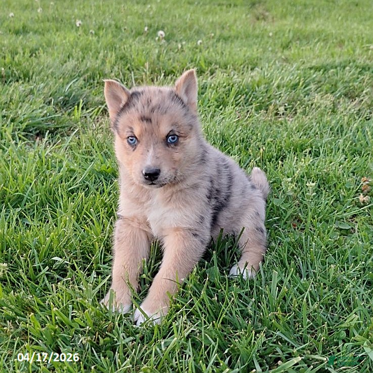 Gerberian Shepsky dogs Dexter - Ad 2