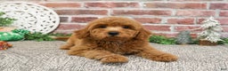 Mini Goldendoodle dogs for sale: Dora - Ad 8