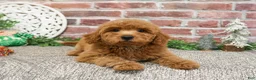 Mini Goldendoodle dogs for sale: Dora - Ad 13