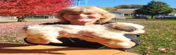 Havanese dogs for sale: Charlie - Ad 3