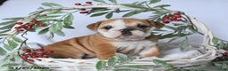 English Bulldog dogs for sale: Princess - Ad 1