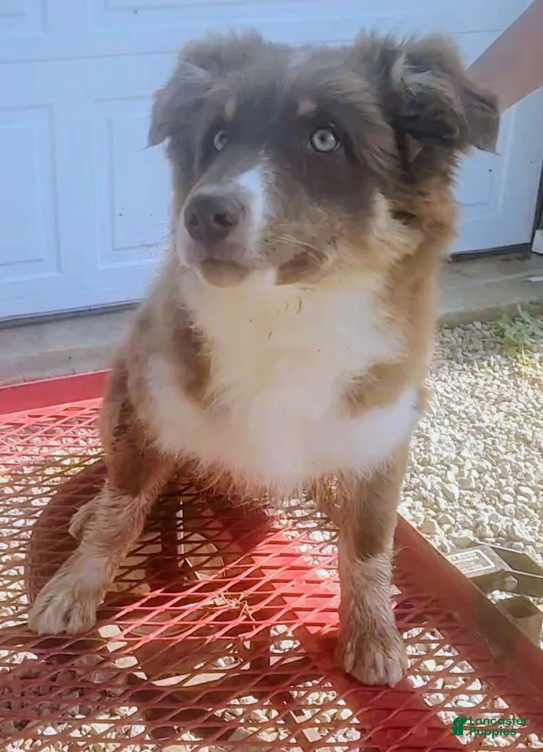 Australian Shepherd dogs for sale: Copper - Ad 1
