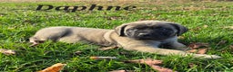 English Mastiff dogs for sale: Daphne  - Ad 4