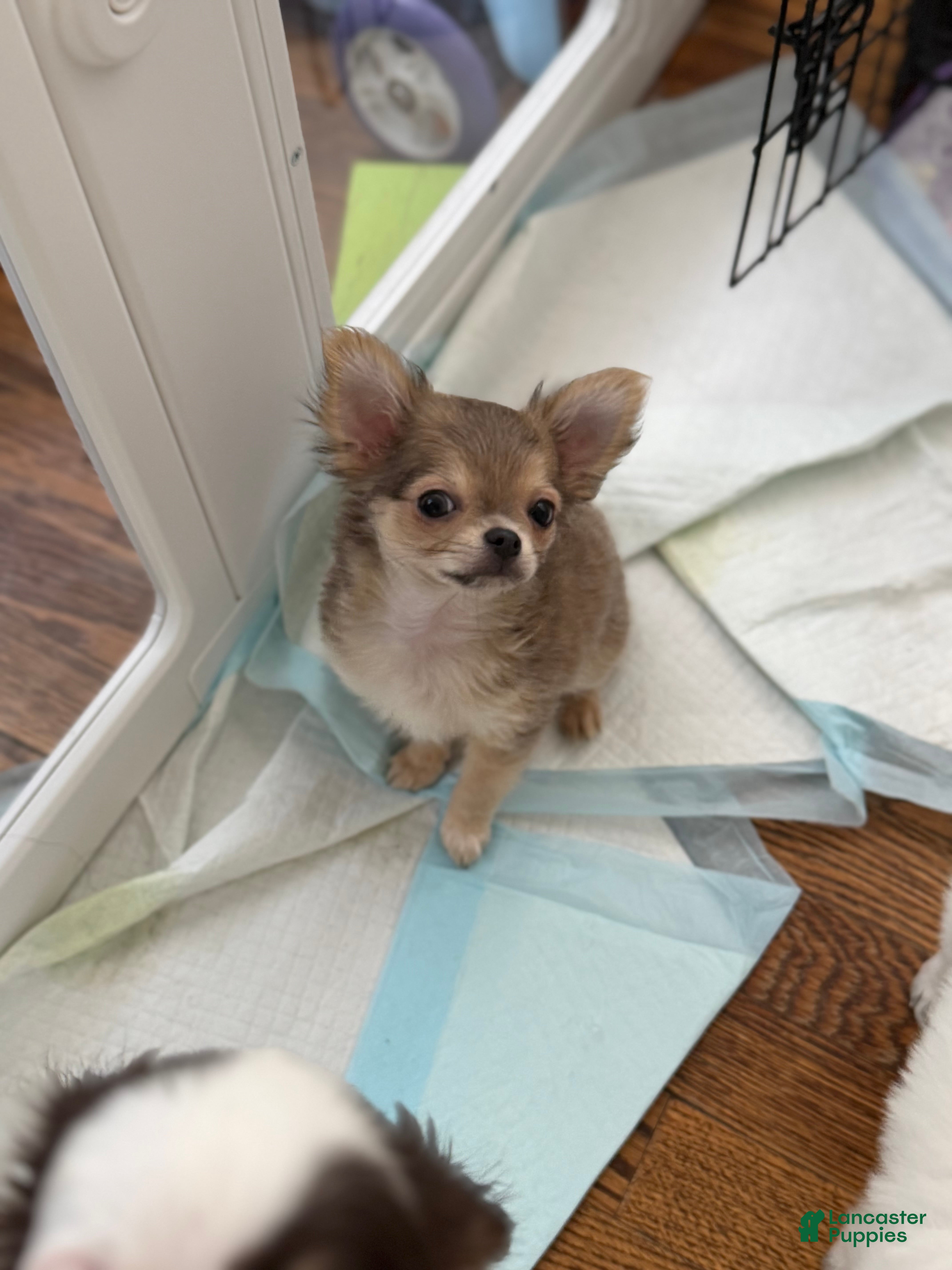 Chihuahua dogs Bruno AKC - Ad 1