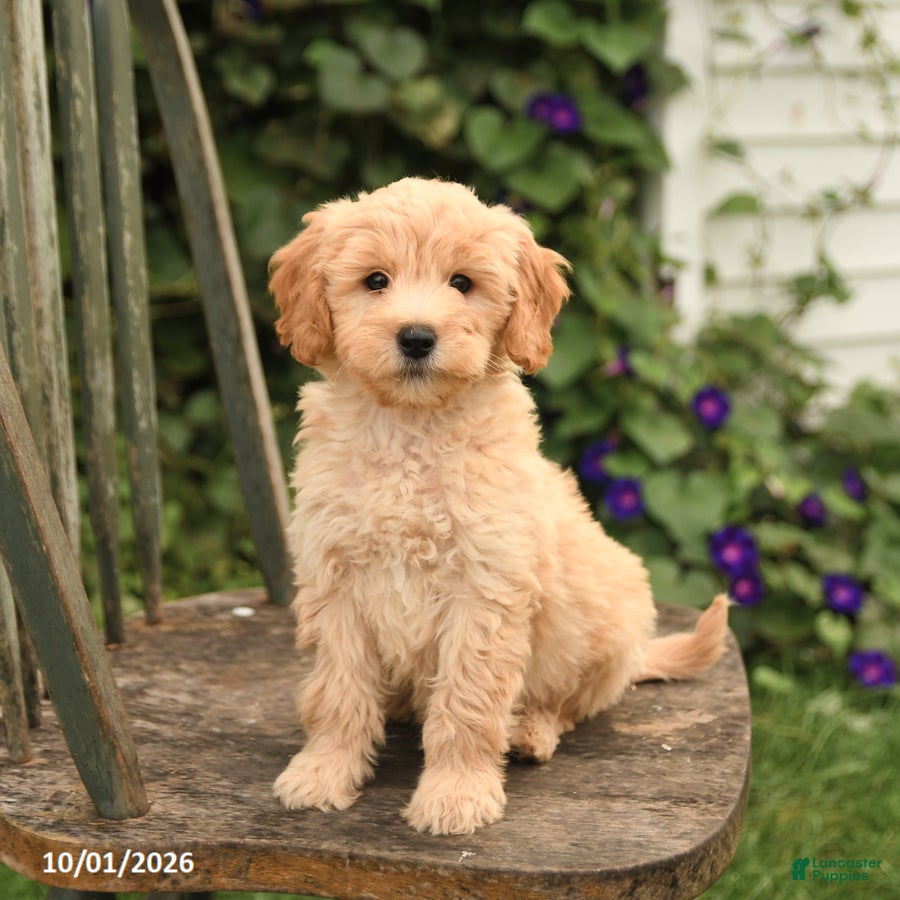 Mini Goldendoodle dogs Domino - Ad 1