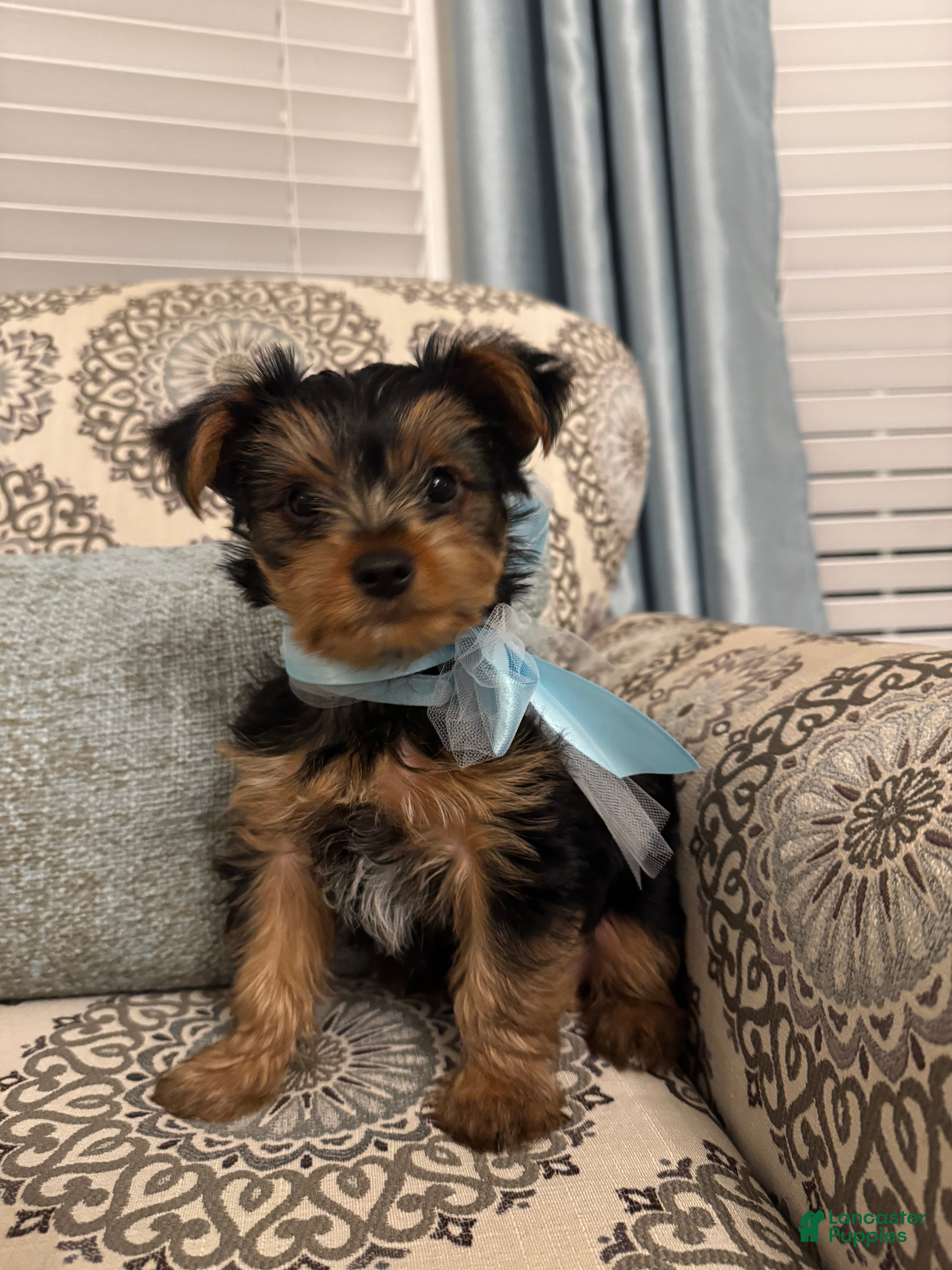Yorkshire Terrier dogs Ralphie - Ad 1