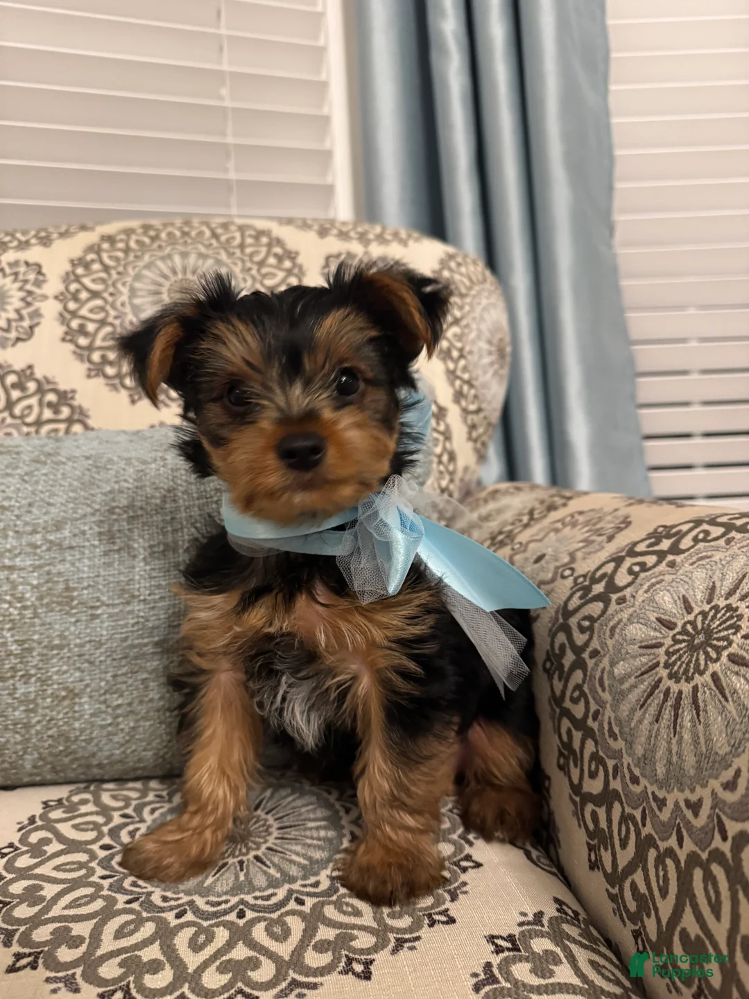Yorkshire Terrier dogs for sale: Ralphie - Ad 1