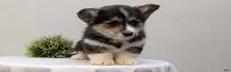 Welsh Corgi Pembroke dogs for sale: Nemo - Ad 8