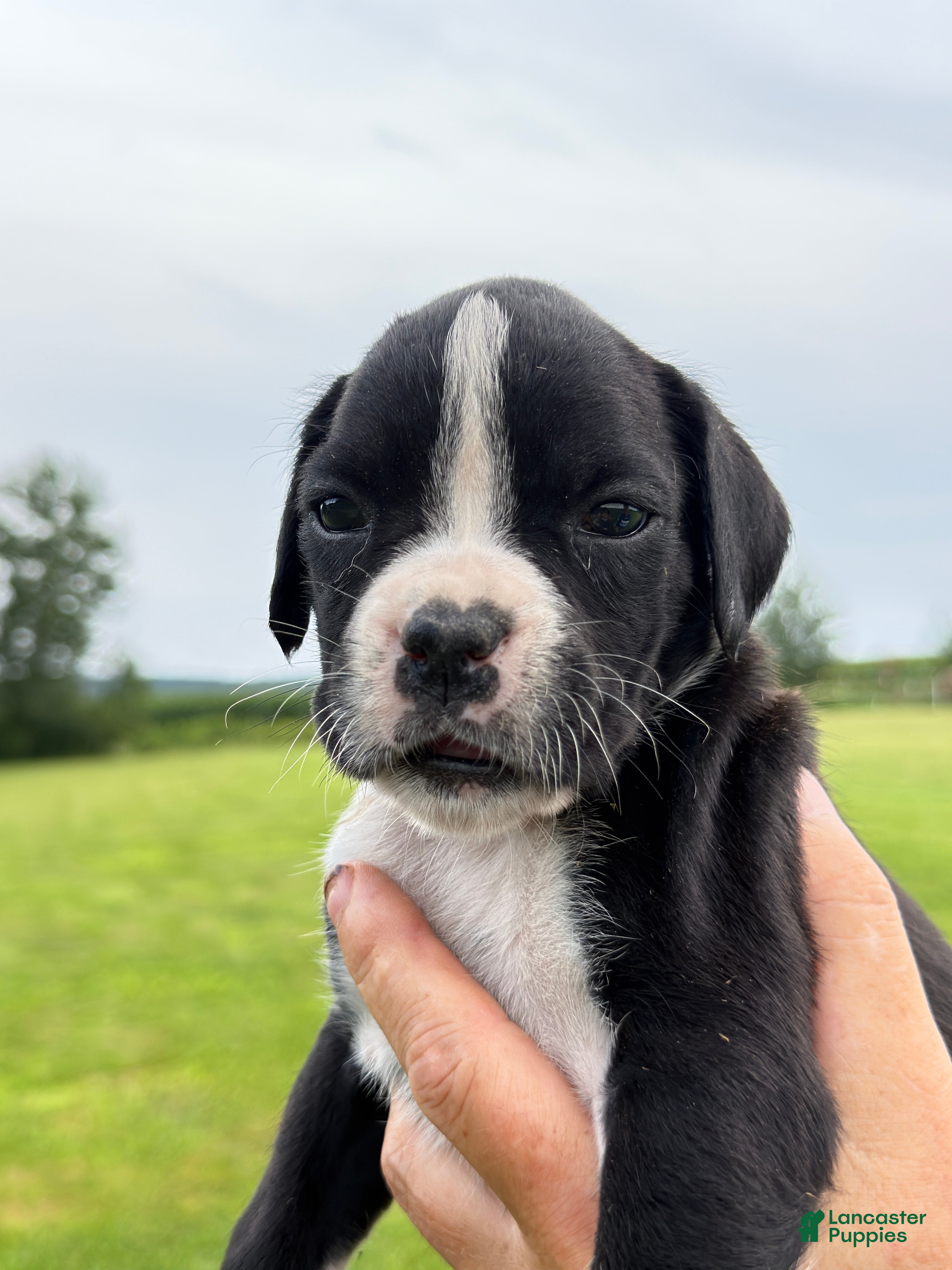 Boxer dogs Princess  - Ad 1