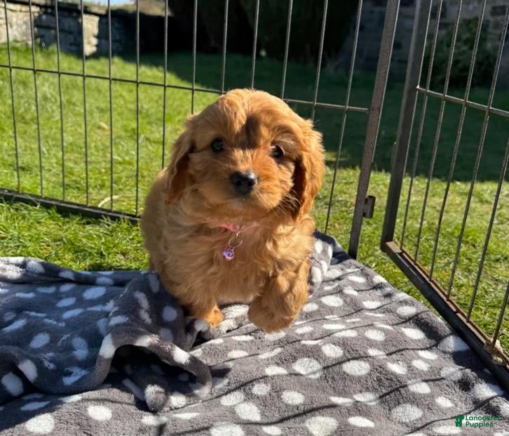 Cavapoo dogs Molly - Ad 11