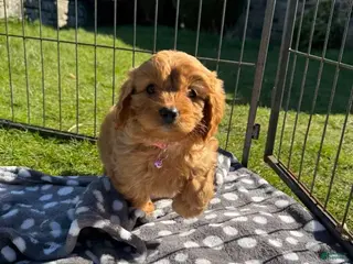 Cavapoo dogs Molly - Ad 11
