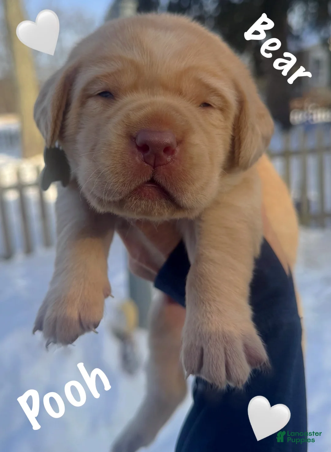 Labrador Retriever dogs for sale: Labrador Retriever Puppy 2 - Ad 1