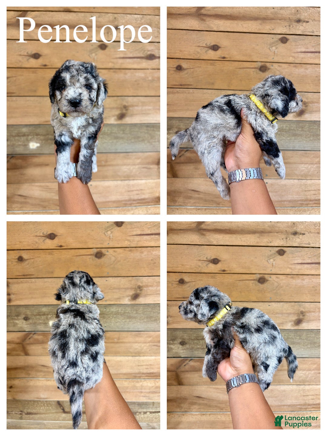 Mini Goldendoodle dogs Penelope- Micro mini - Ad 1