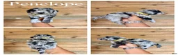 Mini Goldendoodle dogs for sale: Penelope- Micro mini - Ad 1