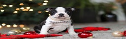 Boston Terrier dogs for sale: Max - Ad 9