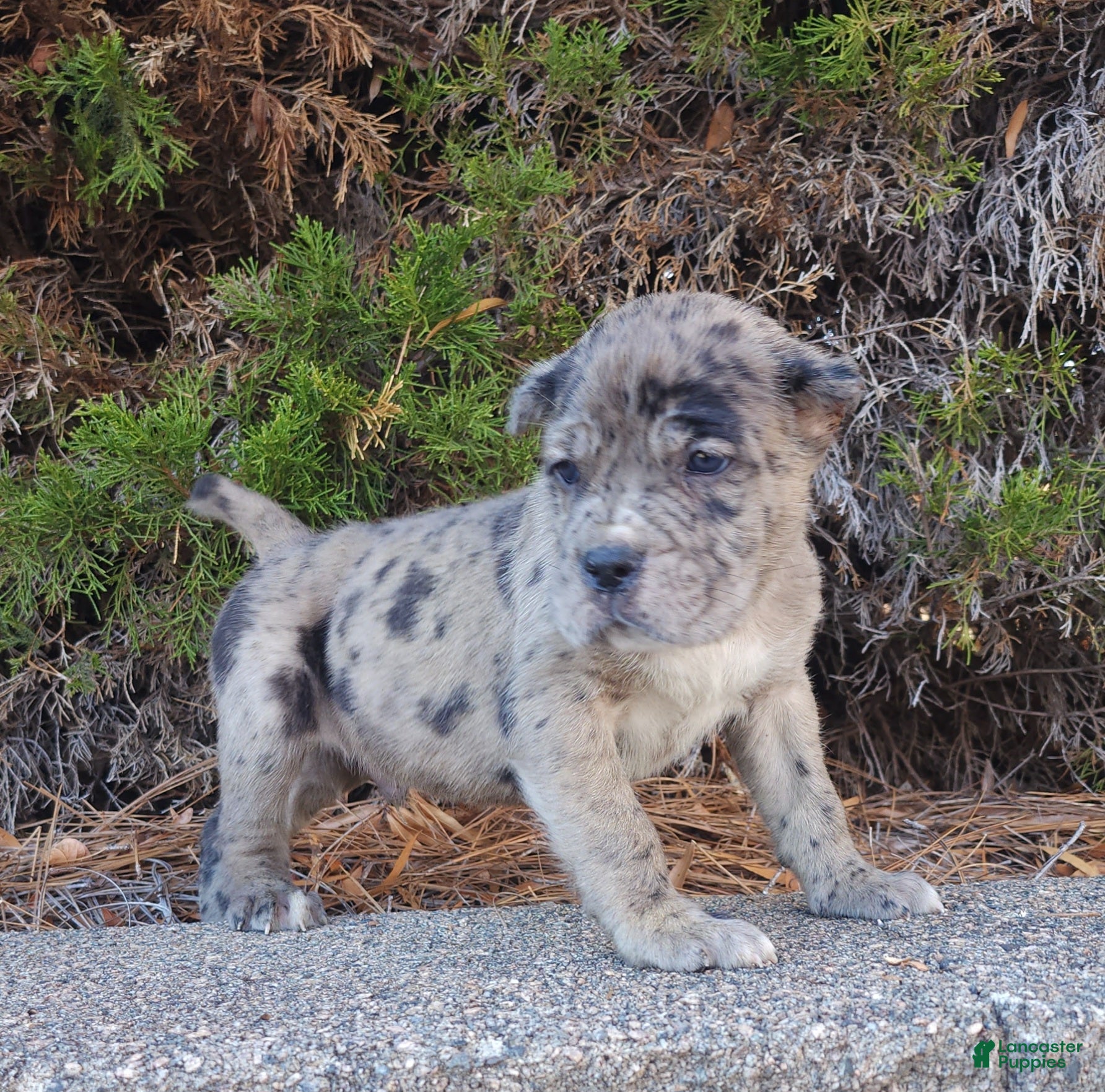 Cane Corso dogs Puzzle - Ad 36