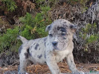 Cane Corso dogs Puzzle - Ad 30