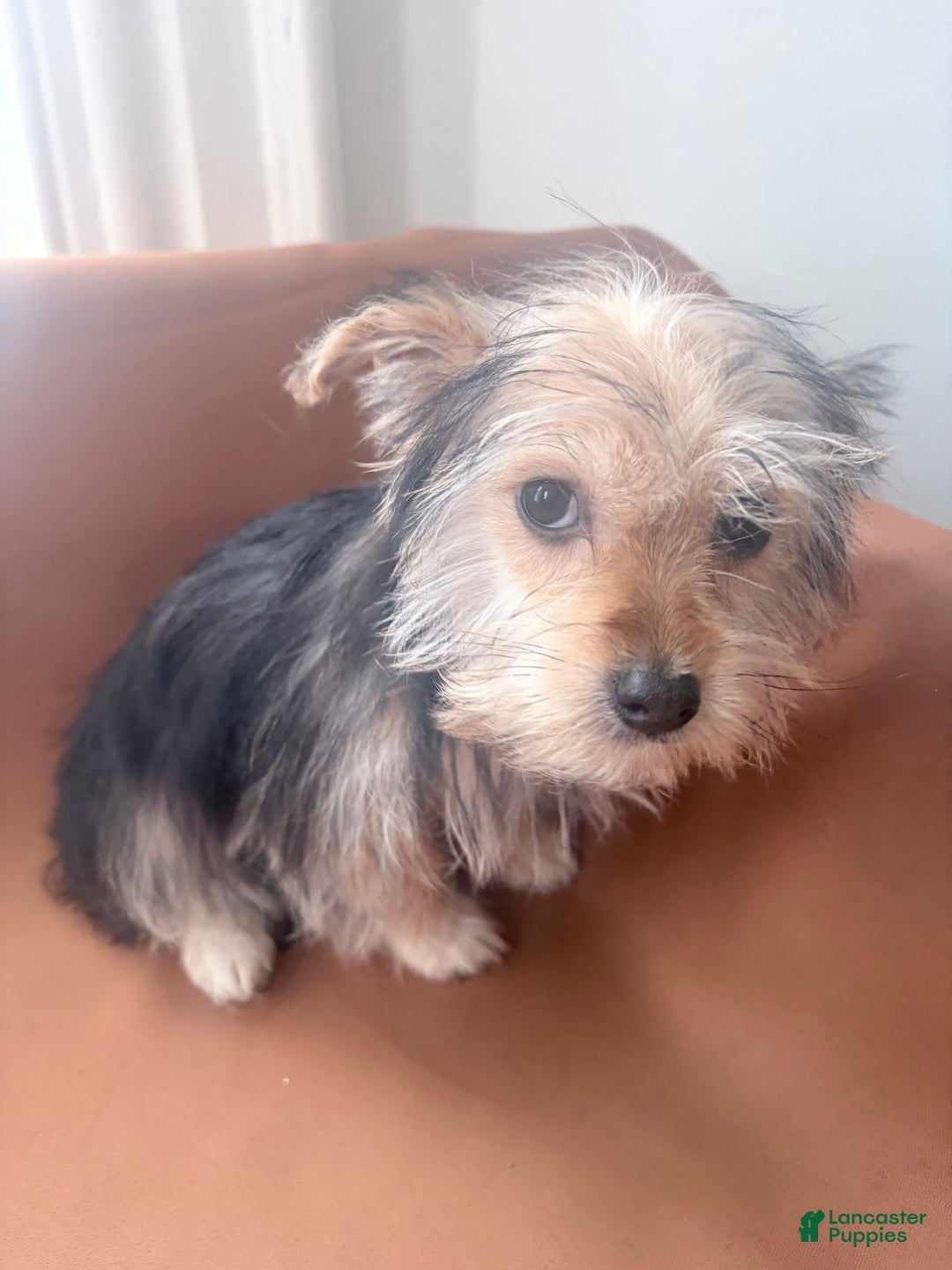 Morkie dogs for sale: Blue - Ad 2