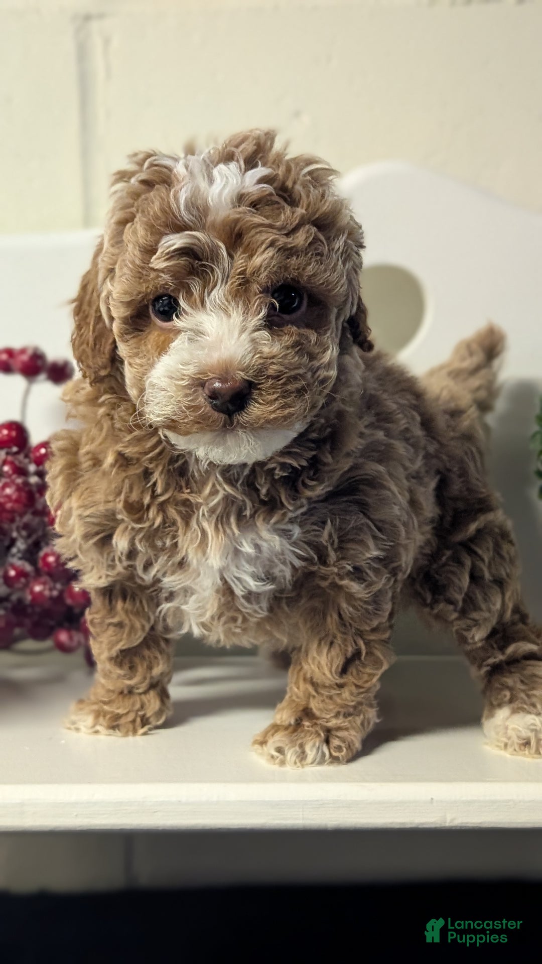 Miniature Poodle dogs for sale: Hazel - Ad 2