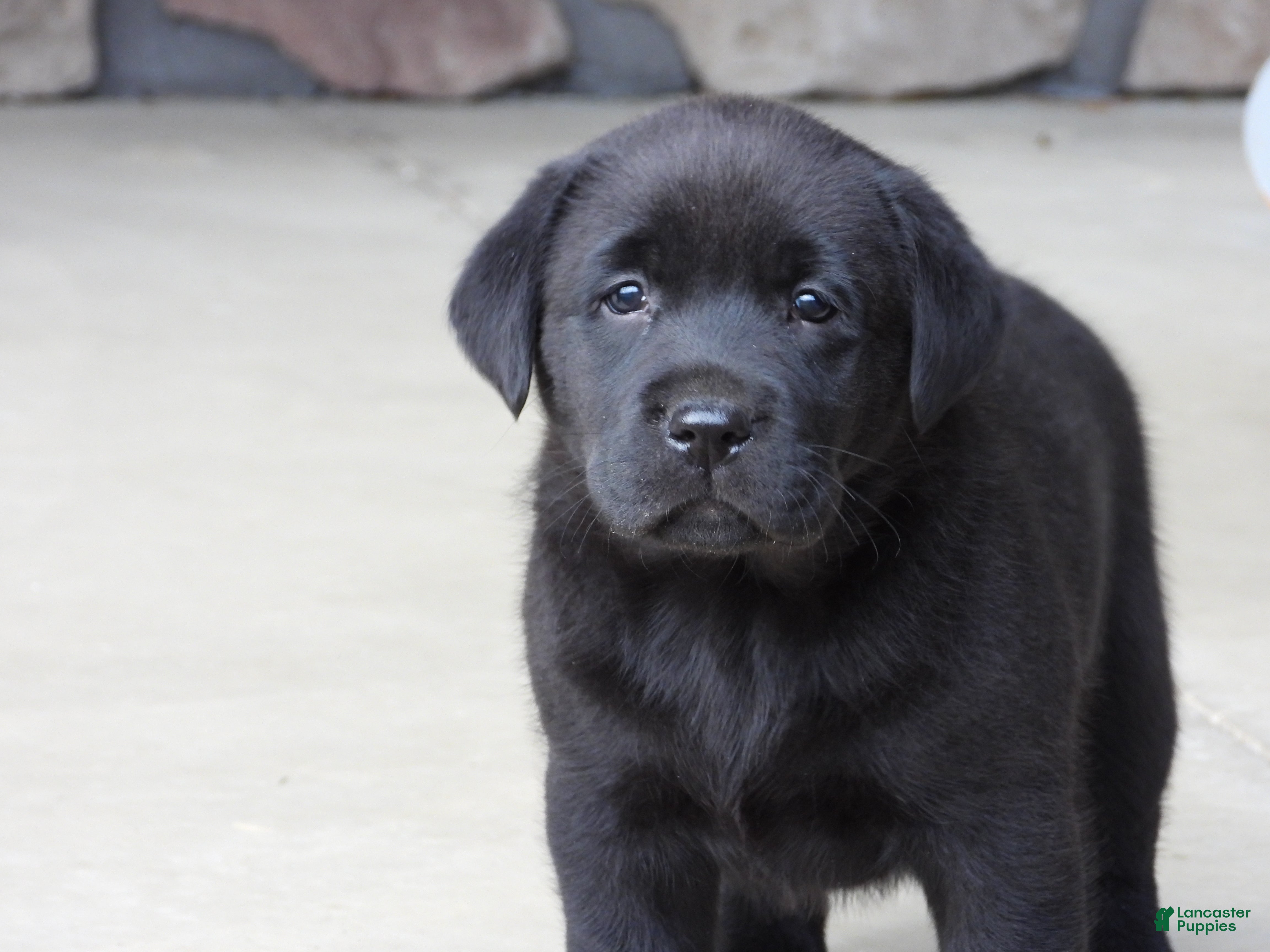 Labrador Retriever dogs Luke - Ad 2