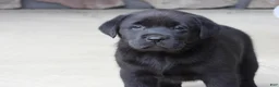 Labrador Retriever dogs for sale: Luke - Ad 2