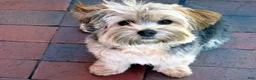 Shorkie dogs for sale: Joseline - Ad 3