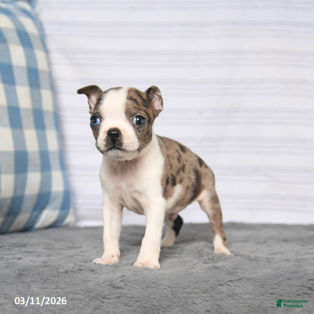 Boston Terrier dogs for sale: Rover - Ad 2
