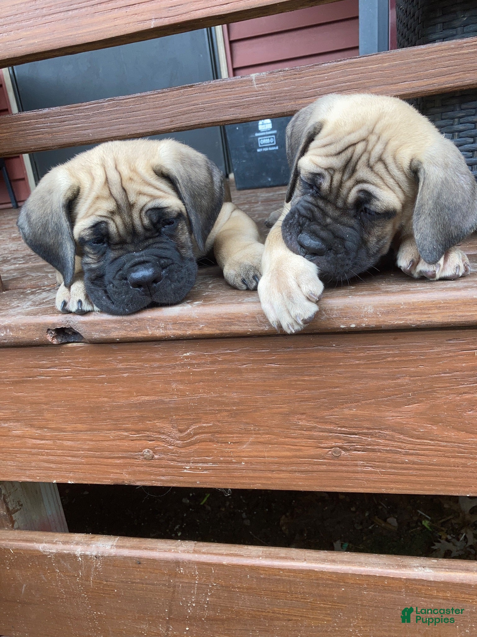 Cane Corso dogs Cane Corso 2 - Ad 2