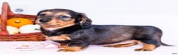 Miniature Dachshund dogs for sale: Nellie - Ad 1