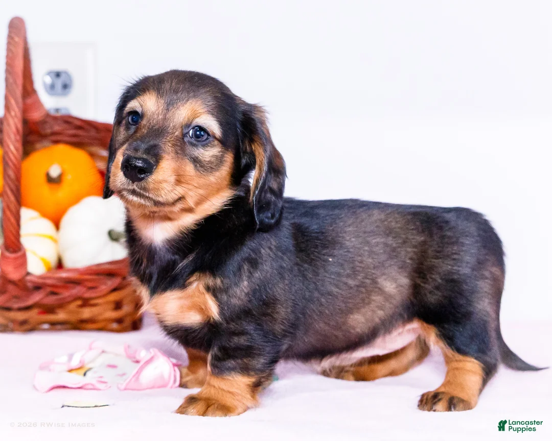 Miniature Dachshund dogs for sale: Nellie - Ad 1