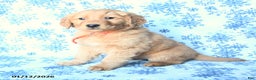 Golden Retriever dogs for sale: Lightning - Ad 2