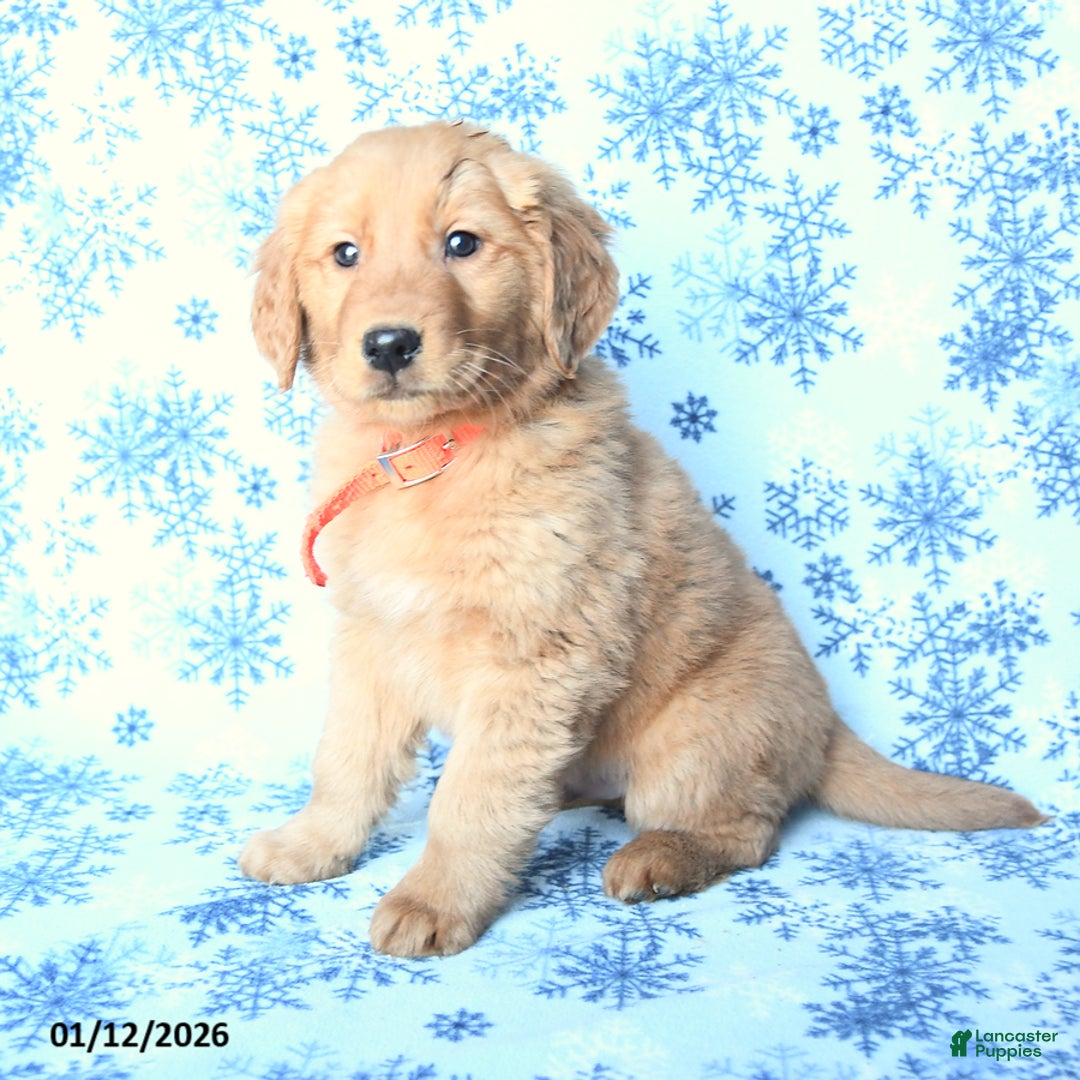 Golden Retriever dogs for sale: Lightning - Ad 2