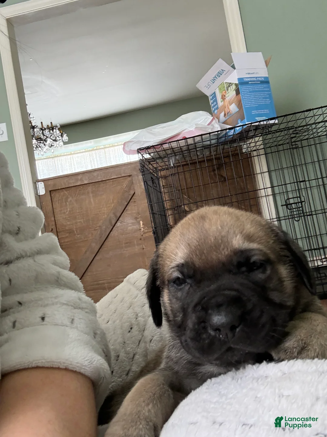 English Mastiff dogs for sale: English Mastiff Puppy 4 - Ad 4
