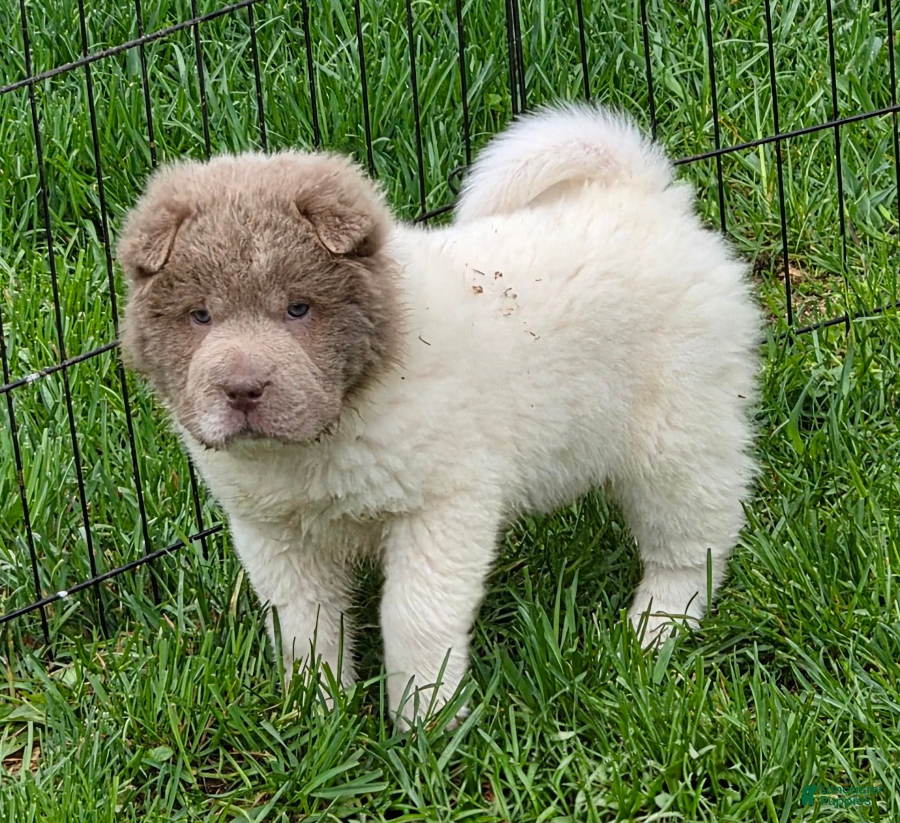 Shar Pei dogs Banksy mini lilac flower bear  - Ad 2