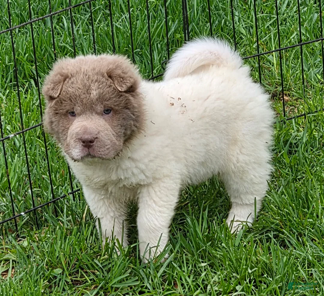 Shar Pei dogs for sale: Banksy mini lilac flower bear  - Ad 2