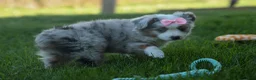 Australian Shepherd dogs for sale: MIA - Ad 14