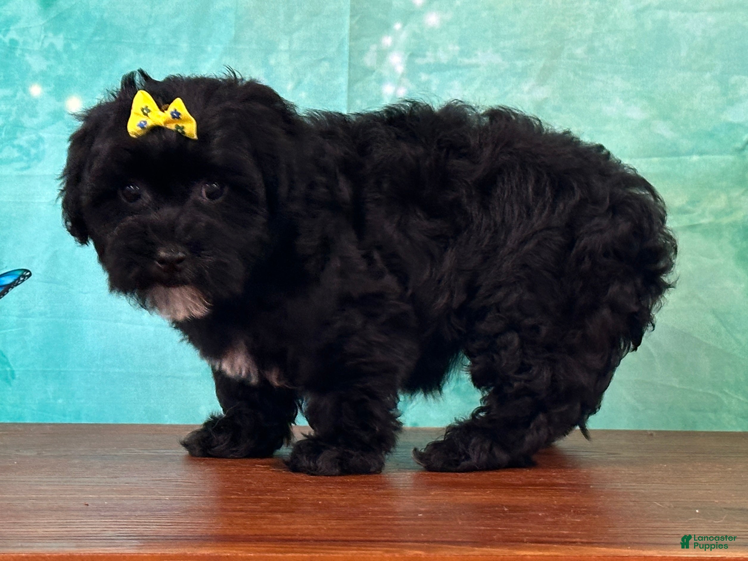 Yochon dogs Lily - Ad 2