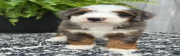 Mini Bernedoodle dogs for sale: Mini Remi - Ad 19