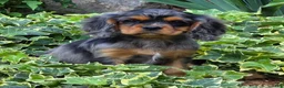 Cavalier King Charles Spaniel dogs for sale: Dazzler - Ad 3