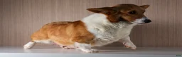 Welsh Corgi Pembroke dogs for sale: TWILIGHT - Ad 25