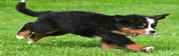 Bernese Mountain Dog dogs for sale: Nancey - Ad 10