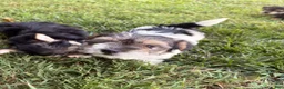 Morkie dogs for sale: Cody - Ad 7