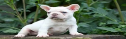 French Bulldog dogs for sale:  Fiona Rose🎀 - Ad 11