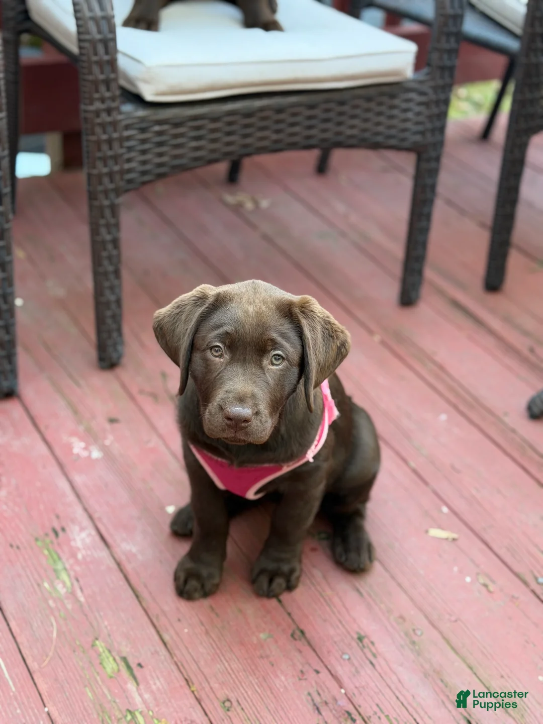 Labrador Retriever dogs for sale: Luna - Ad 1