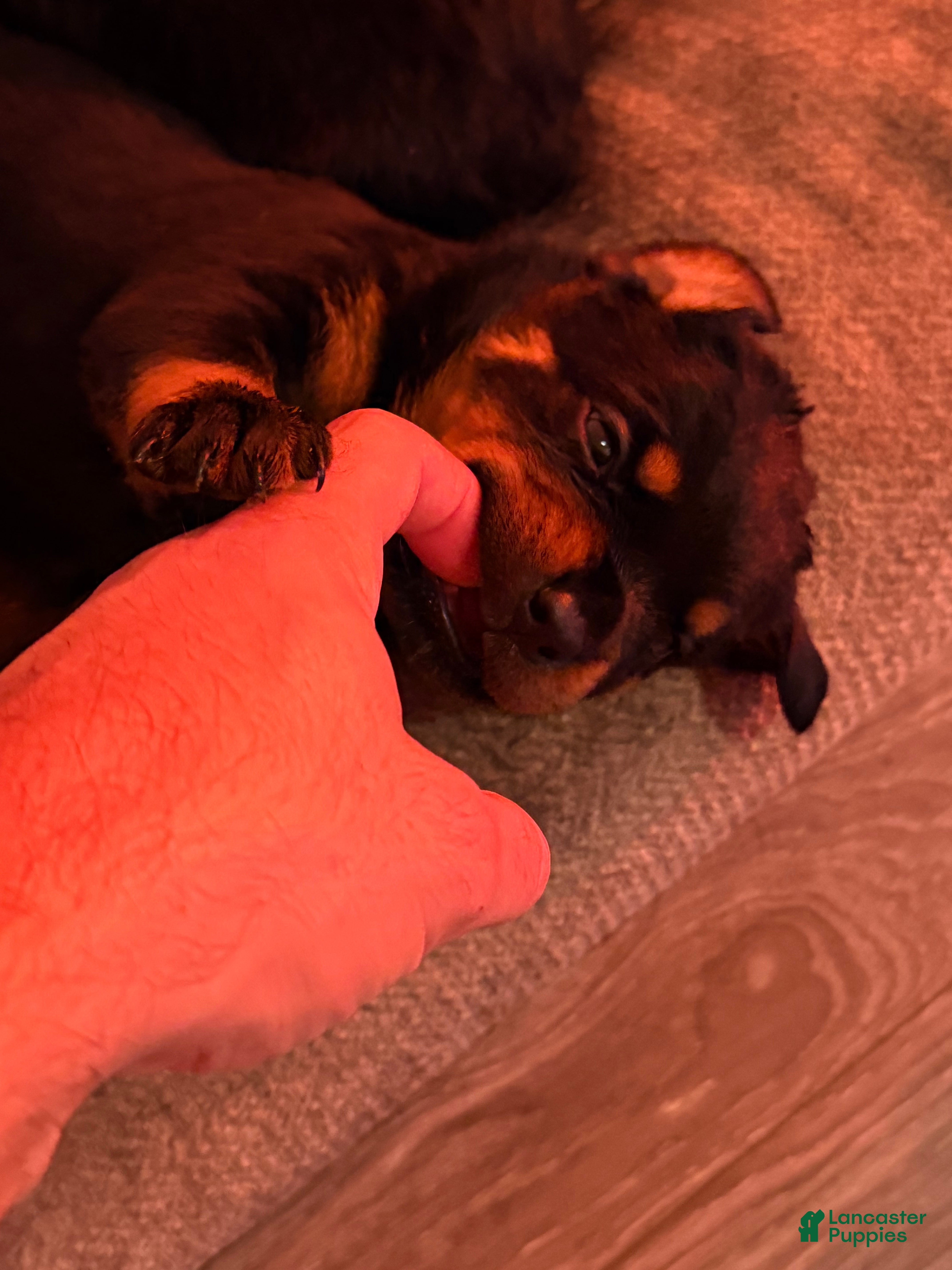 Rottweiler dogs Rottweiler 4 - Ad 5
