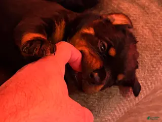 Rottweiler dogs Rottweiler 4 - Ad 5
