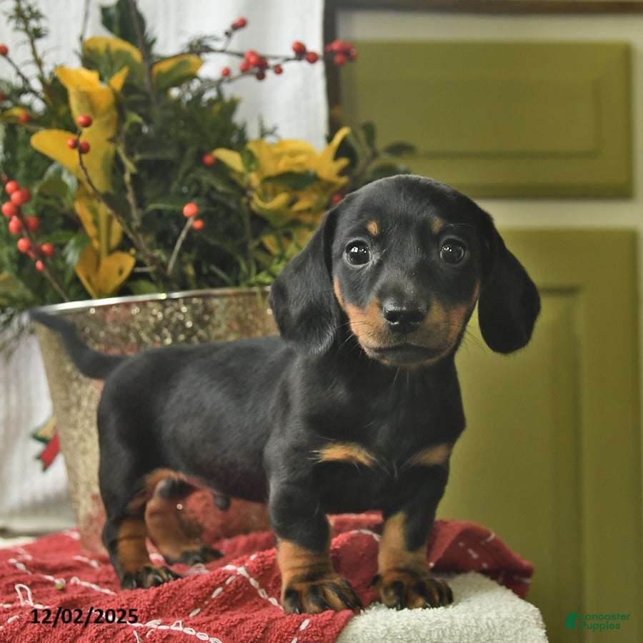 Miniature Dachshund dogs Chocolate  - Ad 42