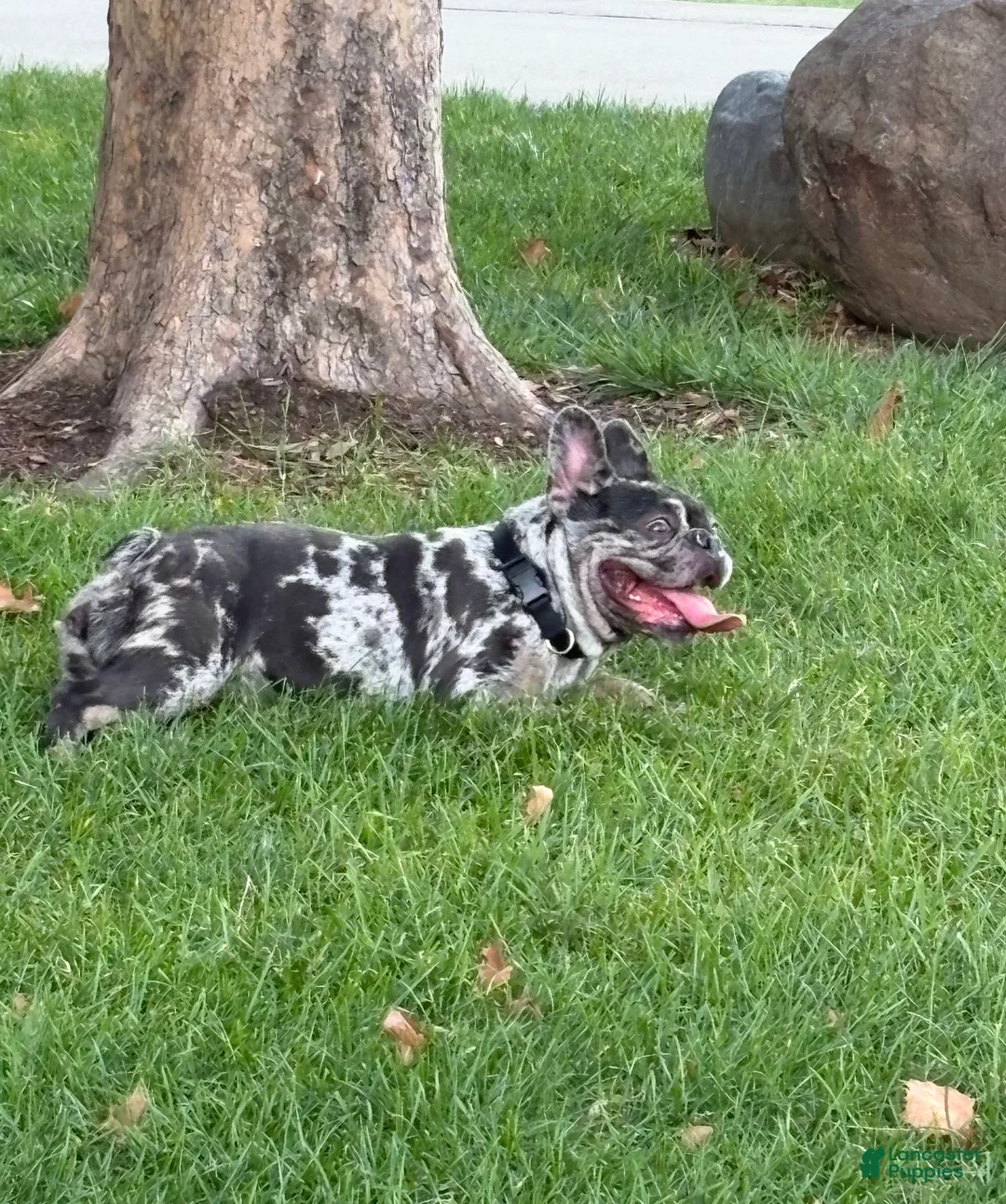 French Bulldog dogs for sale: French Bulldog Puppy 1 - Ad 3