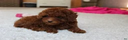 Toy Poodle dogs for sale: Mia - Ad 17